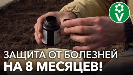 ОДИН РАЗ ПОМЫЛ ТЕПЛИЦУ ЭТИМ СРЕДСТВОМ И ЗАБЫЛ О БОЛЕЗНЯХ ТОМАТОВ И ОГУРЦОВ