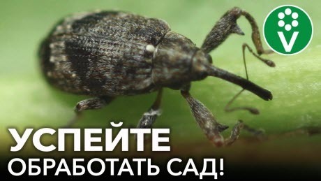 ПРОСНУЛСЯ САМЫЙ ОПАСНЫЙ ВРЕДИТЕЛЬ ПЛОДОВЫХ! Срочно опрыскайте сад этим средством