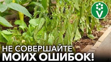 ПОГУБИЛА ВСЕ КУСТЫ ПЕРЦА ОДНОЙ ПОДКОРМКОЙ! Не повторяйте мою ошибку!