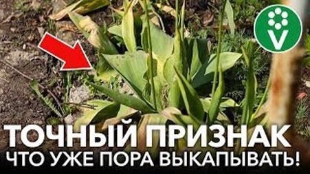 ТЮЛЬПАНЫ ОТЦВЕЛИ, ЧТО ДЕЛАТЬ ДАЛЬШЕ? Вот точный признак, что тюльпаны пора выкапывать!