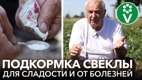 ВСЕГДА ОПРЫСКИВАЮ СВЁКЛУ ТАК В ИЮЛЕ и корнеплоды вырастают сладкими, сочными и хорошо хранятся