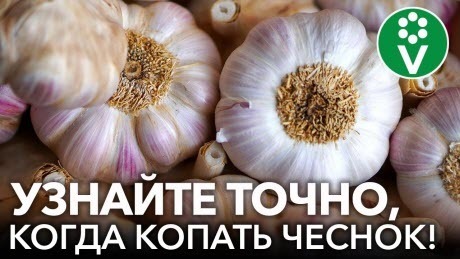 НЕ ВЫКАПЫВАЙТЕ ЧЕСНОК ПОКА НЕ ПОСМОТРИТЕ ЭТО ВИДЕО! 