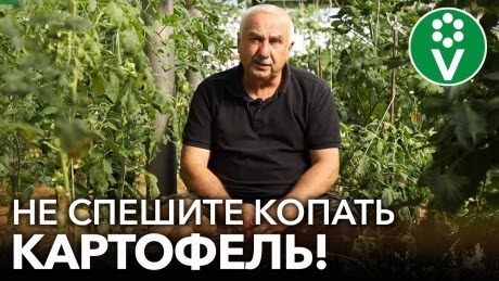 УРОЖАЙ КАРТОФЕЛЯ БУДЕТ ГОРАЗДО БОЛЬШЕ, если сделаете так