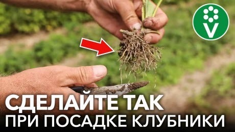 Посадите КЛУБНИКУ ТАК ОСЕНЬЮ для отличного урожая без вредителей в следующем году!