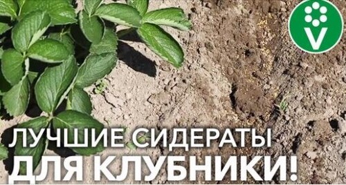 С ЭТИМИ СИДЕРАТАМИ КЛУБНИКА НЕ БОЛЕЕТ И ВСЕМ ДОВОЛЬНА! Когда сеять, как заделывать + СЮРПРИЗ!