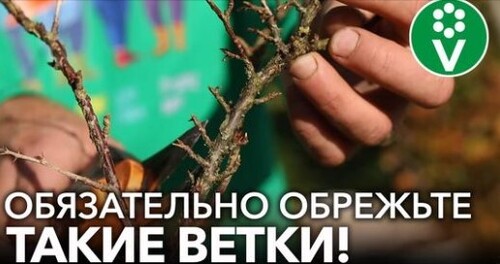 ТРИ ПРИЕМА ДЛЯ КРЫЖОВНИКА ОСЕНЬЮ, КОТОРЫЕ ЗНАЧИТЕЛЬНО УВЕЛИЧАТ УРОЖАЙ