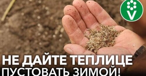 ПОДЗИМНИЙ ПОСЕВ В ТЕПЛИЦЕ. Как получить самый ранний урожай овощей и зелени без хлопот?