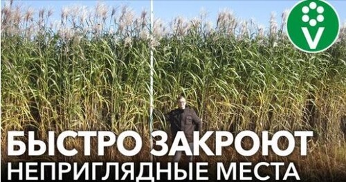 СЕМЬ ОГРОМНЫХ МНОГОЛЕТНИКОВ, КОТОРЫЕ МОЖНО САЖАТЬ ВМЕСТО ДЕРЕВЬЕВ