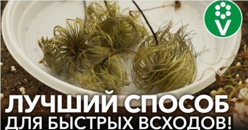 КЛЕМАТИС ИЗ СЕМЯН? ЛЕГКО! Клематисы взойдут быстро и дружно, если посеять их так