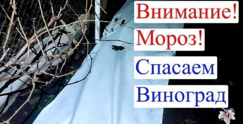 Резкое ПОХОЛОДАНИЕ с (+10) до (-10)! Спасаем ВИНОГРАД!