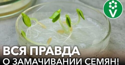 НИКТО ТАКОГО НЕ ОЖИДАЛ! ВОТ ЛУЧШЕЕ СРЕДСТВО для обеззараживания семян! Результаты эксперимента