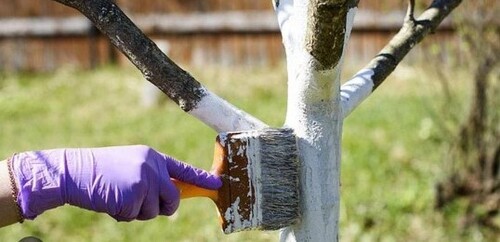  Чем белить садовые деревья весной