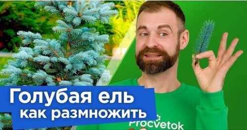 Как вырастить ГОЛУБУЮ ЕЛЬ ИЗ ВЕТОЧКИ? Самый простой и действенный способ размножения голубой ели