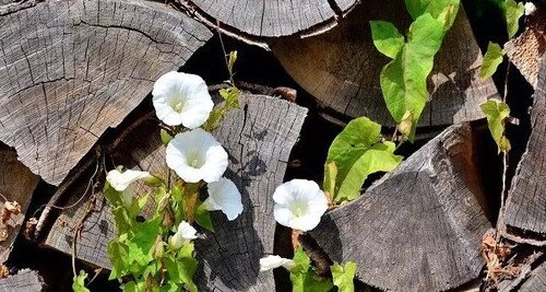 Как избавиться от вьюнка, пока он не захватил весь участок