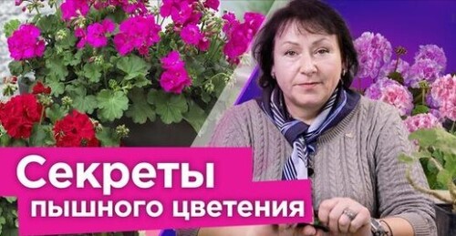 ДАЖЕ САМАЯ ХИЛАЯ ПЕЛАРГОНИЯ ЗАЦВЕТЕТ ШАПКАМИ, если сделать так весной!