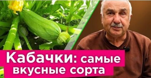 КОМПАКТНЫЕ, НО ОЧЕНЬ УРОЖАЙНЫЕ И ВКУСНЫЕ СОРТА КАБАЧКОВ! Собирайте урожай кабачков уже в июне