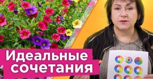 ЛУЧШИЕ ПАРТНЕРЫ ДЛЯ ПЕТУНИИ! С этими цветами петуния заиграет новыми красками!