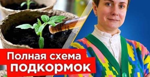 ХОТИТЕ КРЕПКУЮ РАССАДУ И БЫСТРЫЙ РОСТ КОРНЕЙ? Вот лучшая схема подкормок для рассады овощей и цветов