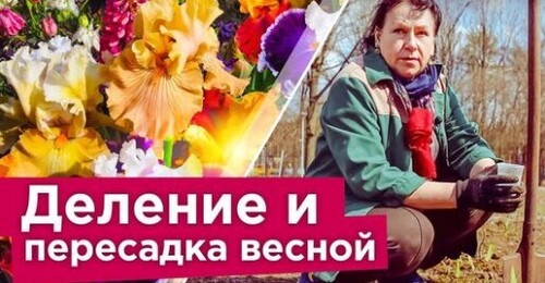ЧТО Я ДЕЛАЮ С ИРИСАМИ ВЕСНОЙ ДЛЯ ПЫШНОГО ЦВЕТЕНИЯ? Деление, пересадка, подкормка ирисов