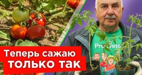 КОРНЯМИ НА ЮГ, МАКУШКОЙ НА СЕВЕР - сажайте только так переросшую рассаду томатов!