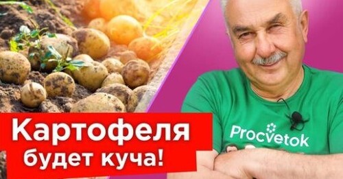 ВЕДРО КАРТОШКИ С КУСТА - РЕАЛЬНО, НО ЕСТЬ 3 ВАЖНЫХ НЮАНСА! Уход за картофелем в июле