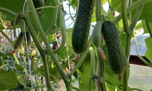 Почему нельзя выращивать огурцы и помидоры в одной теплице