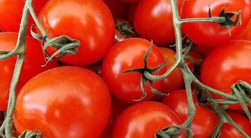 Насыпьте к корням томатов такой порошок в июле