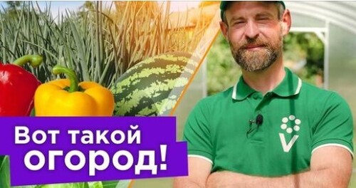 УДАЛИТЕ ЭТИ ЛИСТЬЯ НА МАЛИНЕ, ГИГАНТСКАЯ КЛУБНИКА, КАК СОБРАТЬ 2 УРОЖАЯ БРОККОЛИ