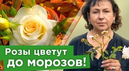 НЕ ЖАЛЕЙТЕ РОЗЫ, РЕЖЬТЕ! Как правильно обрезать и чем подкормить розы летом для новой волны цветения