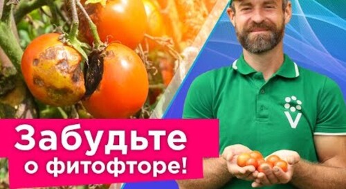 КАК Я СПАС ТОМАТЫ ОТ ФИТОФТОРЫ без чудо-средств, а доступными способами