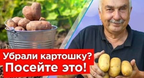 ПОСЕЙТЕ ЭТО СРАЗУ ПОСЛЕ УБОРКИ КАРТОФЕЛЯ! Вот, что оздоровит и восстановит плодородие почвы