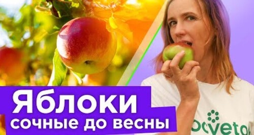 ЯБЛОКИ И ГРУШИ БУДУТ СОЧНЫМИ И ХРУСТЯЩИМИ ДО ВЕСНЫ, если опрыскать их в сентябре этим средством!