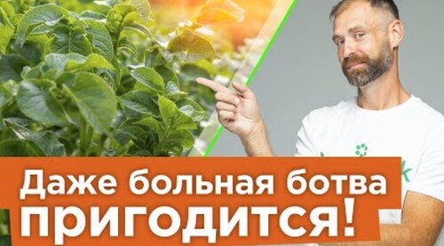 КУДА ДЕВАТЬ БОТВУ ОТ КАРТОФЕЛЯ И ПОМИДОРОВ ОСЕНЬЮ? Два способа использования с пользой в огороде