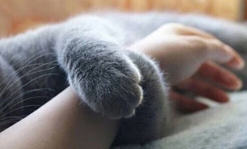 Ненужный кот
