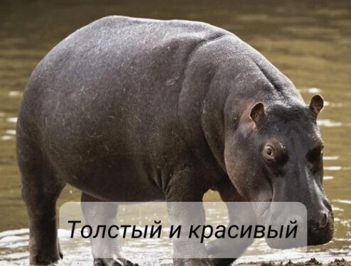 "ТОЛСТЫЙ И КРАСИВЫЙ" - Анатолий Стреляный