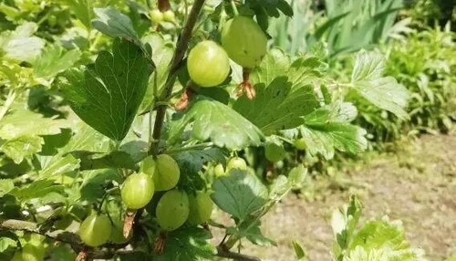 Как всегда получать большой урожай крупного крыжовника независимо от погоды