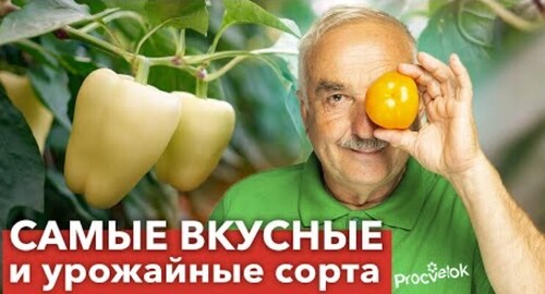 ТОП СОРТОВ БАКЛАЖАНОВ И ПЕРЦЕВ с отличным вкусом и высокой урожайностью! Сажаю из года в год!
