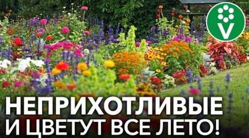 ЛЕНИВАЯ КЛУМБА! Лучшие однолетние цветы, которые непременно стоит посеять!