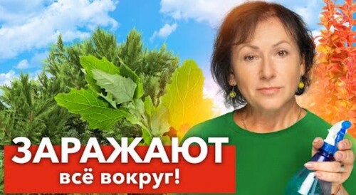 ЭТИ РАСТЕНИЯ - РАССАДНИКИ БОЛЕЗНЕЙ, каждый год болеют сами и заражают все вокруг!