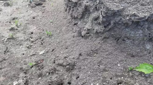 Как заставить муравьев покинуть дачный участок